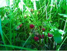 20200711 �� �������� 171811.jpg