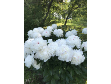 ���� ������� ������� ���� 150 ��� 2-3 �����