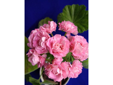 Swailand Pink