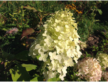 ��������� ��������(Hercules)