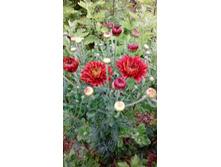 IMG 20200808 173839.jpg