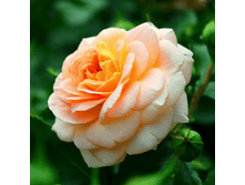 �������� (332)