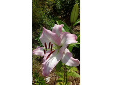 IMG 20200731 132919.jpg