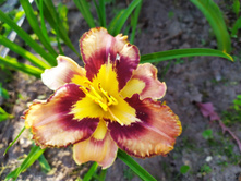 IMG 20200727 181019.jpg