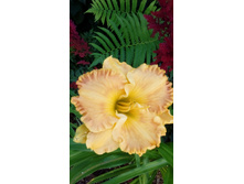 IMG 20200727 122857.jpg