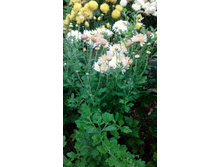 ���� ������