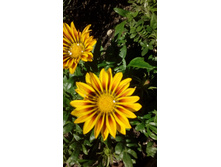 IMG 20200727 112533.jpg