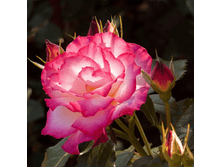 �������� (384)