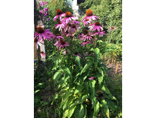 �������� ���������