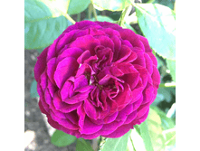 ��� ���� (350)