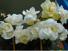 DSC05128.JPG