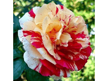 ������ ����� (372)