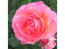 ����� �� ����� (389)