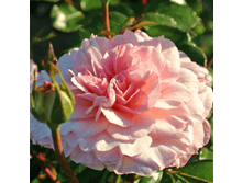 ���������� ��������� (390)