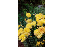 IMG 20200725 170406.jpg