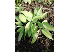 June �����