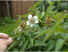 ������ ���������