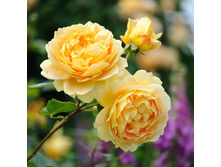 ������ ���������� (356)