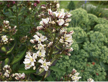 ����� ���� �������