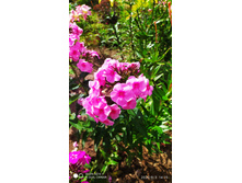 IMG 20200803 141512 1.jpg