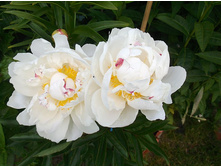 �������� ������ ����.JPG