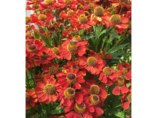 �������� �������