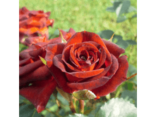 ���������� ����� (256)