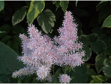 �������� �������