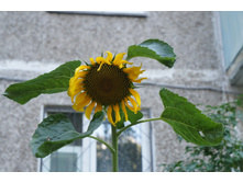 DSC02364.JPG