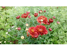 ����� ���