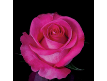 ����� (273)