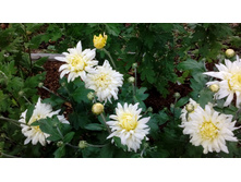 ������ 05-16