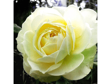 ����� ������ (396)