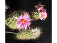 Mammillaria mix