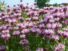 ������� ����� �� ������.jpg