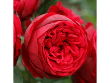 ����� ��� (351)