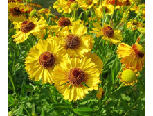 �������� ������