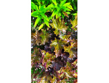 ������� ��������� �����