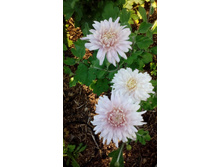 ������  ������� 2020