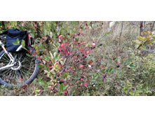 IMG 20200830 131040.jpg