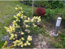 ��� �������