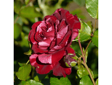 ��� ������� (312)