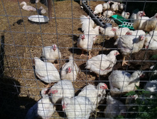 ����500 ��������