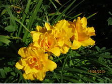 �������� �������� (Condilla)-