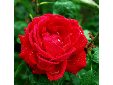 ������� (397)