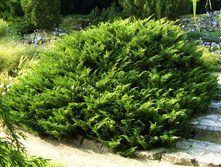 ������������ ��������