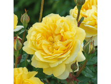 ����� ���� (371)