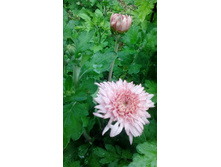 IMG 20200813 132355.jpg