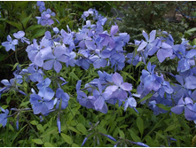 ����� ������������� ��������