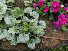 ������� Venus